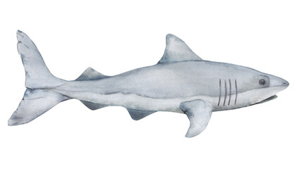 Obraz premium Shark watercolor illustration, predator, sea creature. Illustration on a white background.