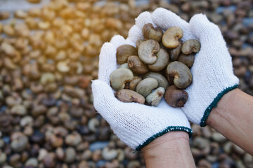 Farmer's hand hold cashew nut to select the best quality from the pile of cashew seeds. Organic agriculture concept. Export agricultural production in Thailand.                       