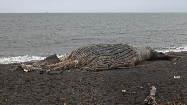 Dead Whale On The Beach With Gray Sand