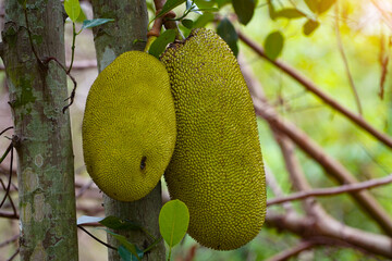 Jackfruit and jackfruit trees are hanging from a branch