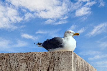 Close up view of a seagull sitting on a rock under blue sky with white clouds in Costa Brava, Girona