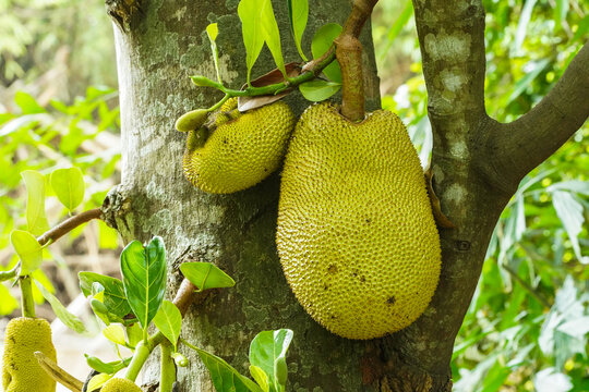 Jackfruit and jackfruit trees are hanging from a branch