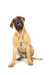 Obraz premium puppy sitting looking up isolated on white 