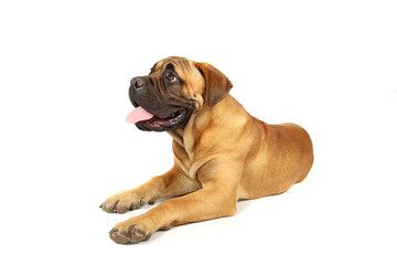 Obraz premium puppy lying down isolated on white 