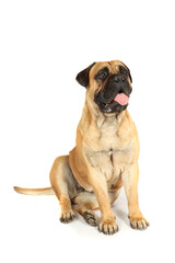 bullmastiff sitting on studio in white background 