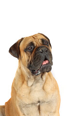 portrait of bullmastiff dog isolated on white background