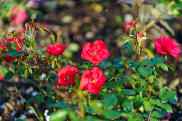 delicate red rose on a flower bed