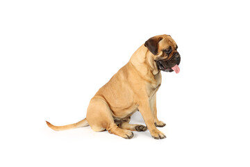 bullmastiff sitting on studio in white background 