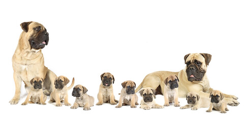 Group of bullmastiff with adult and lot of puppy in studio 