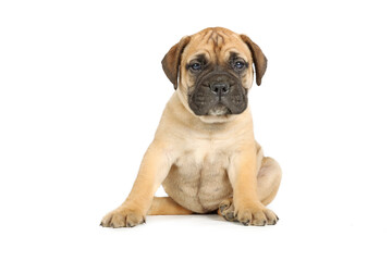 Obraz premium puppy bullmastiff sitting isolated on white background 