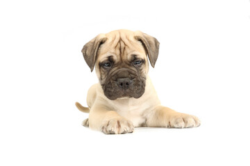 puppy bullmastiff lying  isolated on white background 
