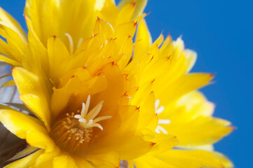 Flowering cactus Parodia