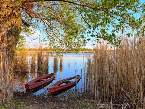 Old willow tree over a beautiful lake with boats on the shore. Beautiful natural landscape. Reflection of reeds in the calm water of the river.