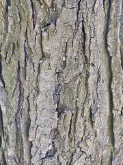 Closeup bark of a tree. Nature background with copy space.
