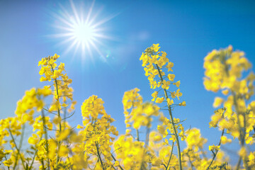 Rapsblüte im Gegenlicht