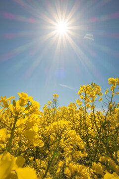 Rapsbl&uuml;te im Gegenlicht
