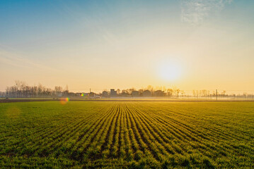 countryside landscape,wheat field with morning sunshine
