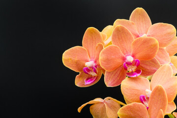 胡蝶蘭（パプリカ）Phal.Paprika