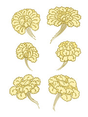 Set of asian flowers. Vector hand drawn illustration. Spring