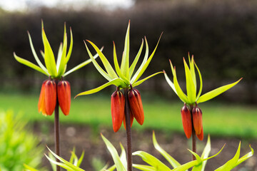Flower red buds of the Imperial grouse (Fritillaria imperialis) in the park on a flower bed...