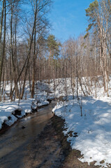Fototapeta na wymiar A stream in the spring forest.