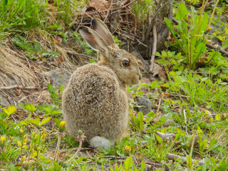 Close up image with wild hare in focus. 