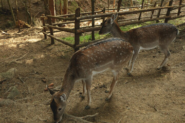 Naklejka na ściany i meble Two deers in park in autumn day