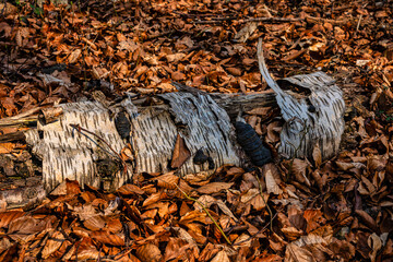 Birkenrinde im Herbstlaub