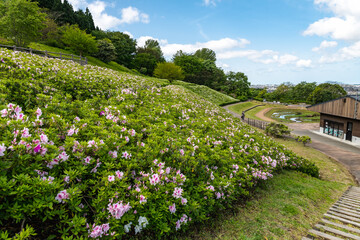 Fototapeta na wymiar 皐月　丘陵公園の風景
