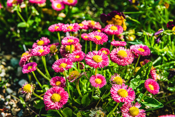 Obraz premium 公園の花壇に咲き乱れる赤い花