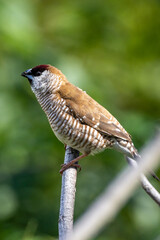 Plum-headed Finch in Queensland Australia
