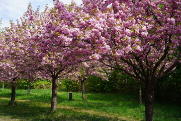 Obraz premium Kirschblüte am Berliner Mauerweg in Teltow bei Sonnenschein