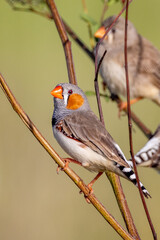 Zebra Finch in Queensland Australia