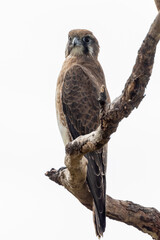 Brown Falcon in Queensland Australia