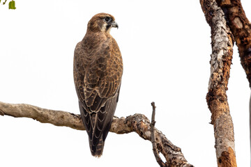 Brown Falcon in Queensland Australia