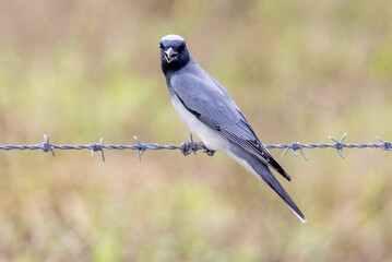 Black-faced Cuckooshrike in Queensland Australia