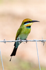 Rainbow Bee-eater in Queensland Australia