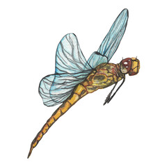 Watercolor dragonflies. Isolated art insects in watercolor.Hand-drawn element on white background.