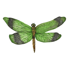 Watercolor dragonflies. Isolated element insects in watercolor.Nature.Hand-drawn element on white background.