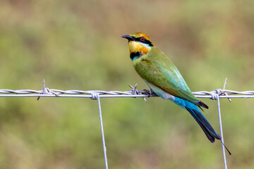 Rainbow Bee-eater in Queensland Australia