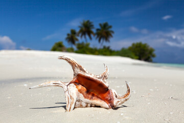 Obraz na płótnie Canvas Spider shell on a Maldive beach