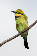 Rainbow Bee-eater in Queensland Australia