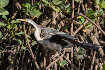 Australian Darter in Queensland Australia