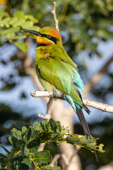 Rainbow Bee-eater in Queensland Australia