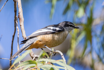 Varied Triller in Queensland Australia