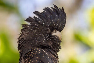 Red-tailed Black Cockatoo in Queensland Australia