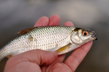 Spring fishing on the river, catch.