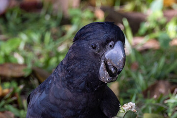 Red-tailed Black Cockatoo in Queensland Australia