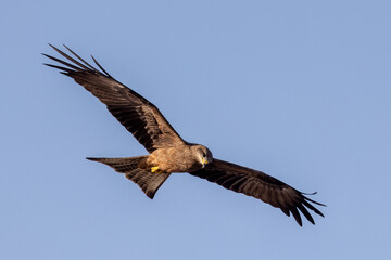 Black Kite in Queensland Australia