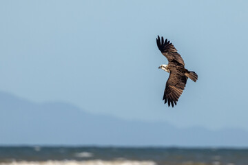 Eastern Osprey in Queensland Australia